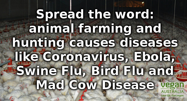 Coronavirus and other diseases caused by animal farming and hunting