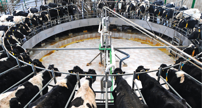 Dairy industry is unsustainable