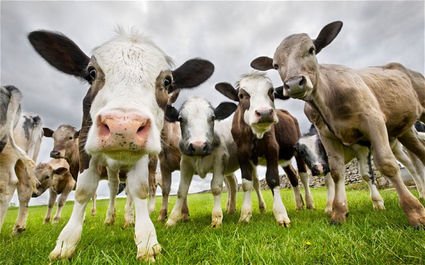 End animal use, says Vegan Australia submission on animal welfare