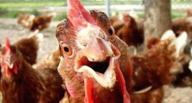 Get chickens out of farming, government inquiry told