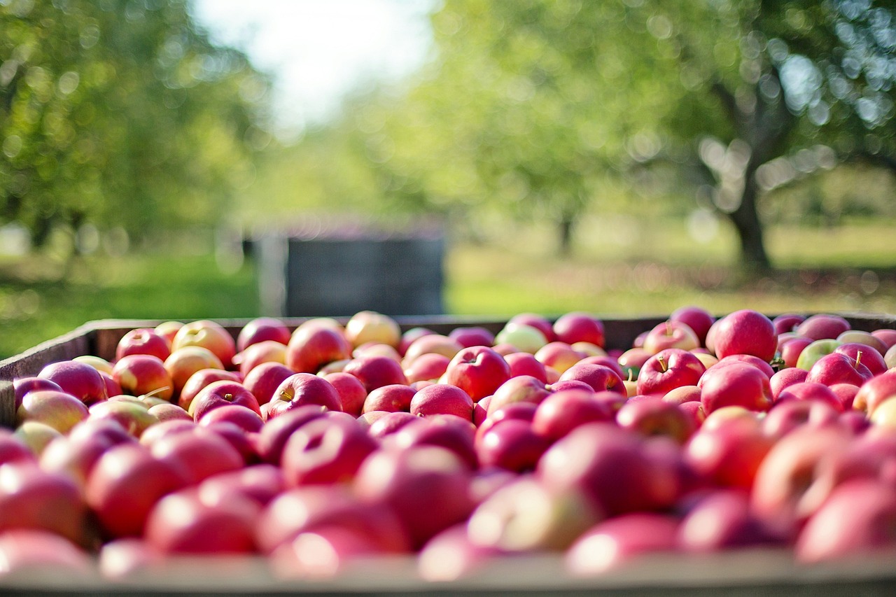 apple orchard farm