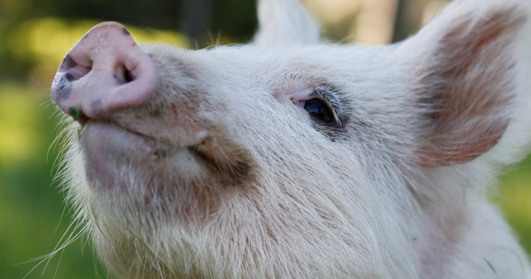 Vegan Australia says no to Bacon Week