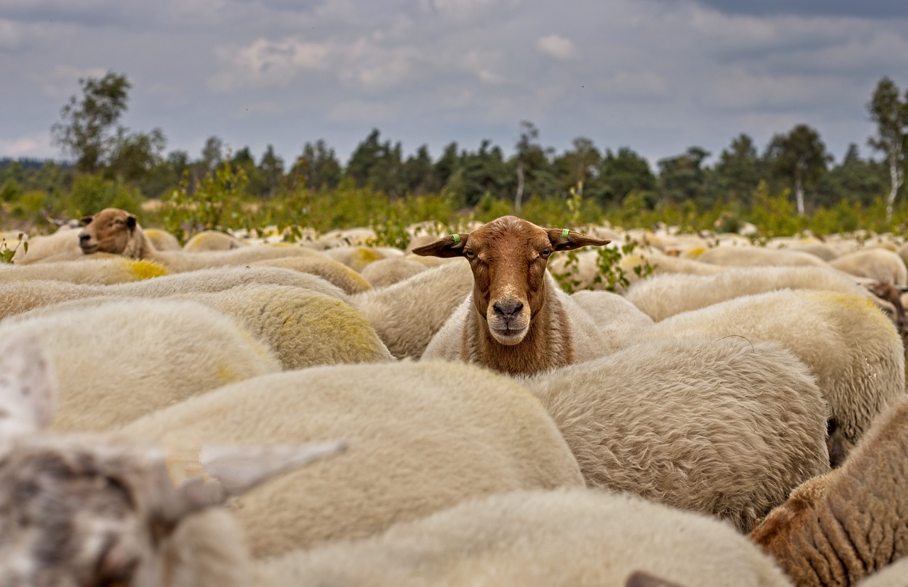 herd of sheep in farming conditions
