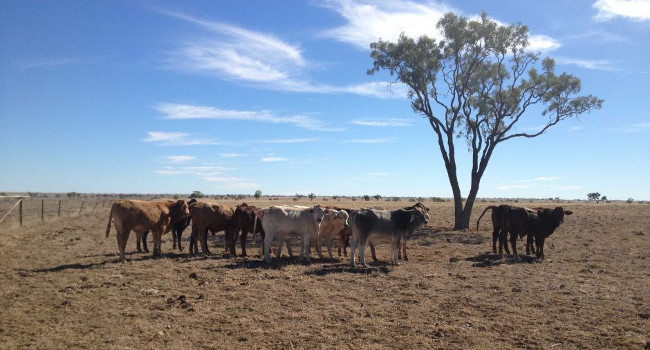 cattle_drought.jpg