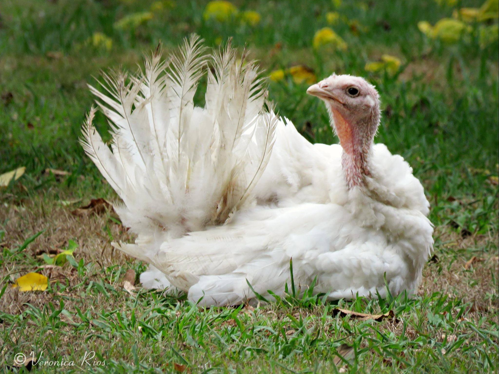 A white turkey called Veronica lying on her side and looking interested in something.