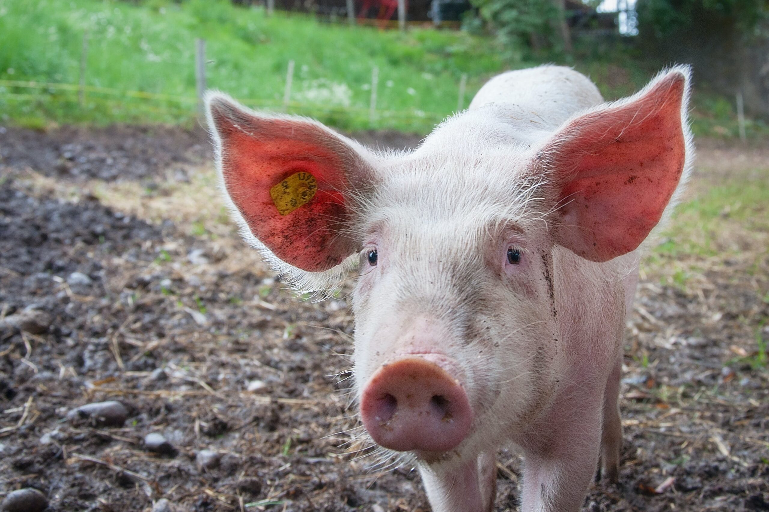 Picture of a pink adult pig in a paddock