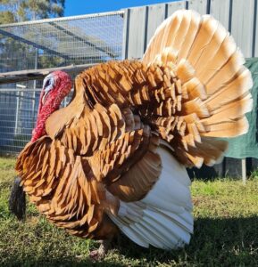 An impressive golden turkey called Kristoff with his tail feathers fanned and a beautiful red throat.