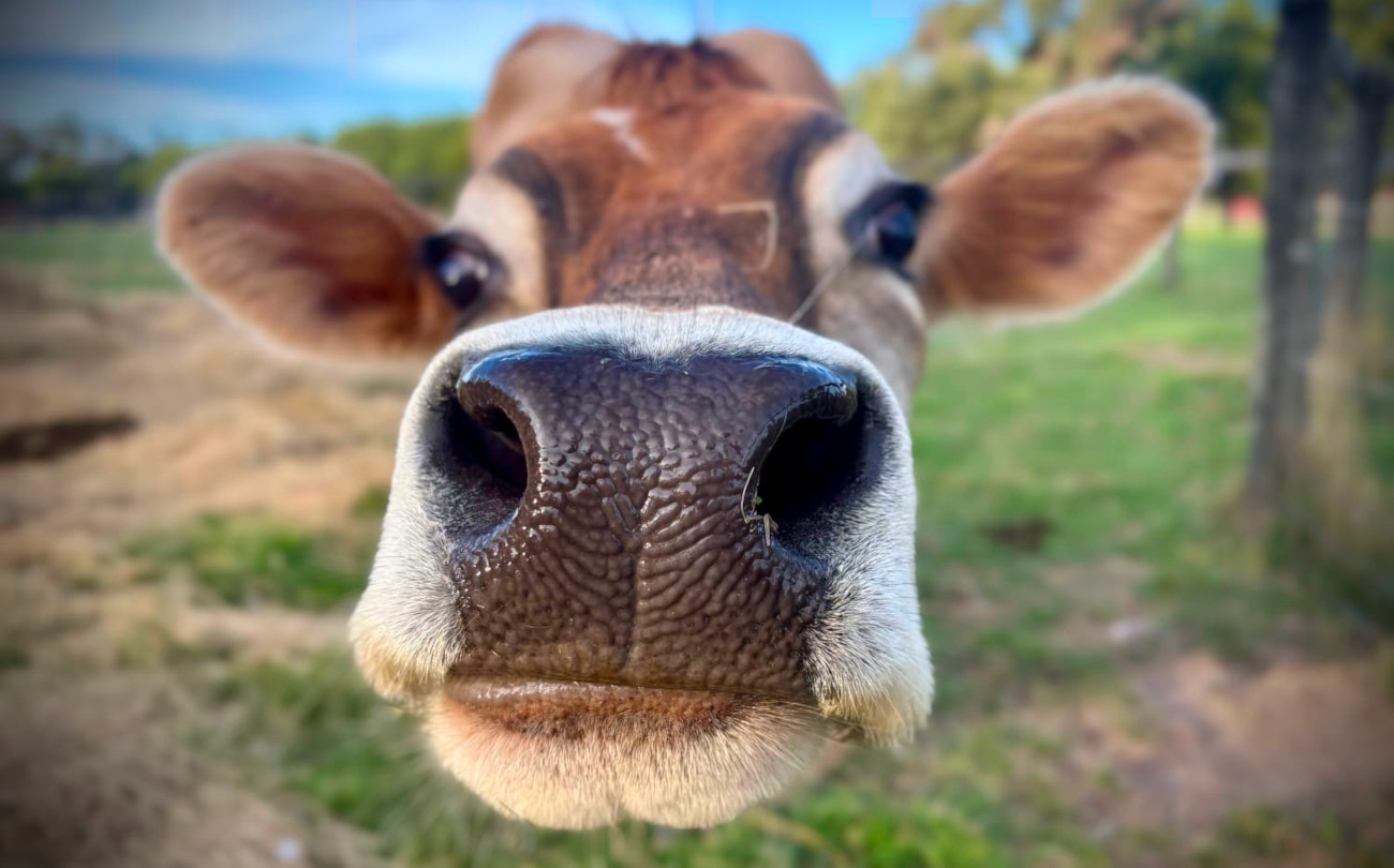 Supporting farmed animal sanctuaries in a changing climate