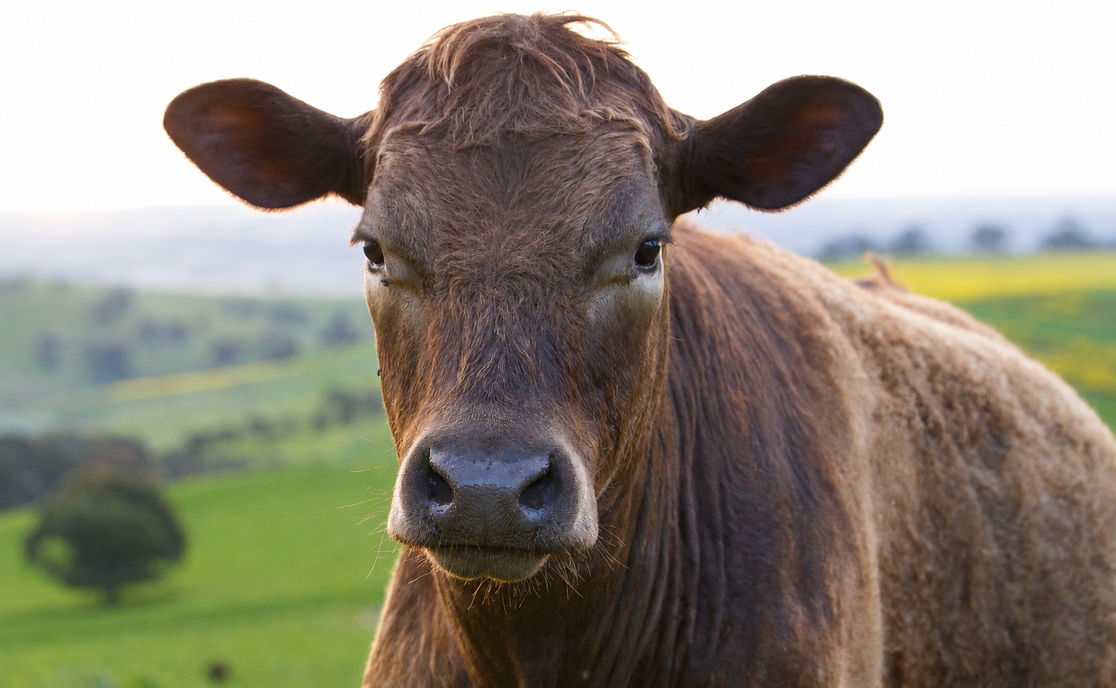 Cow standing in green fields, presented as an individual