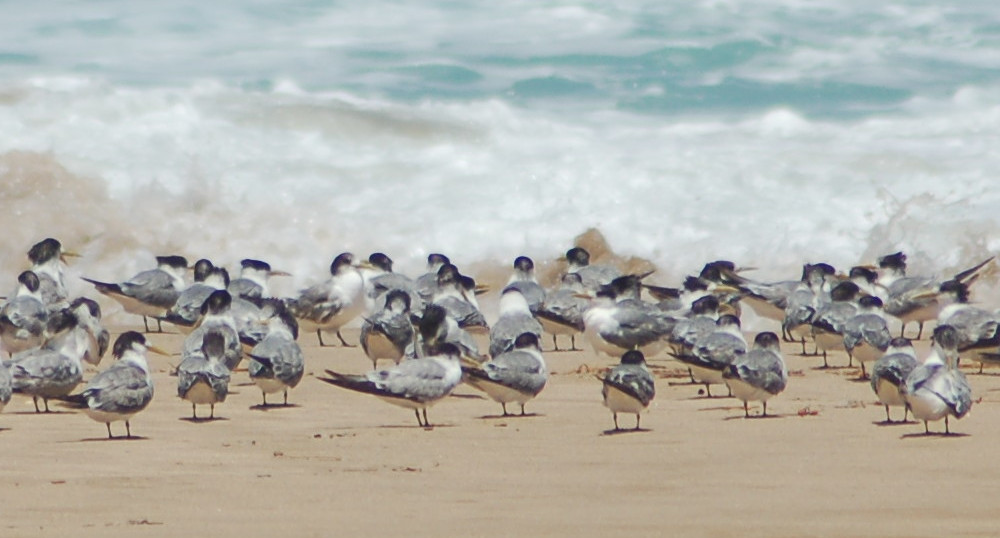 Bird flu and the animal-use system behind it